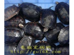 龟龟宠物网收购石金钱龟图1