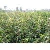 山东梨树苗成品苗 梨树果苗价格 梨树苗种植基地 梨树品种
